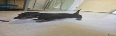 Miniature Dachshund Puppy 3