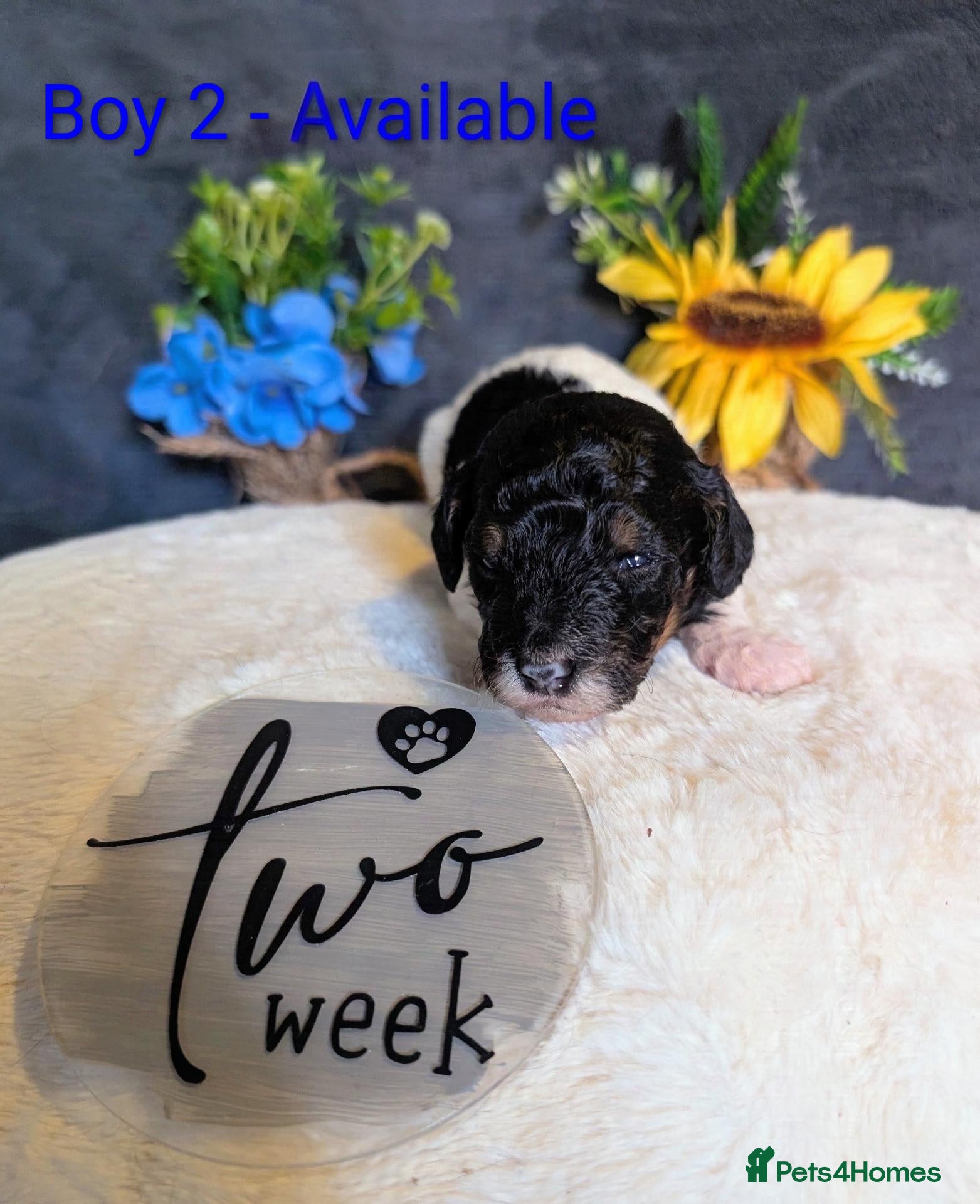 Toy Poodle dogs Tri Parti Toy Poodles. ONE BOY AVAILABLE. - Advert 16