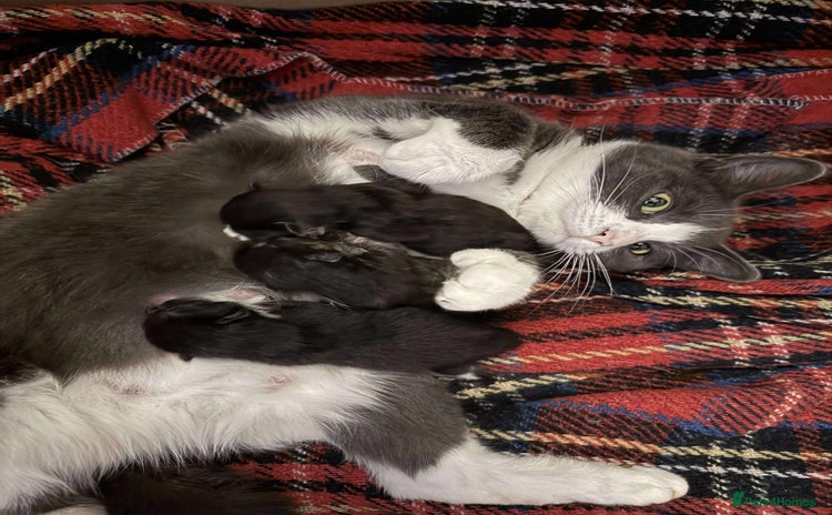 Mixed Breed cats - Advert 6