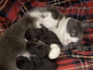 Mixed Breed cats - Advert 29