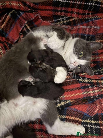 Mixed Breed cats - Advert 1