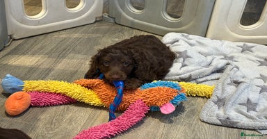 Cockapoo dogs - Advert 3