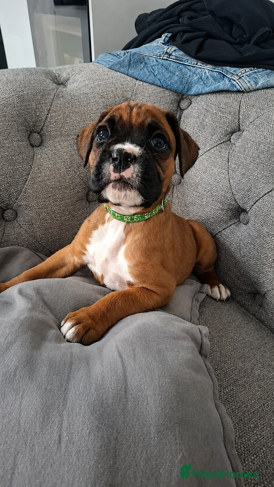 Boxer dogs Bobtail/tail, KC Registered Boxer Puppies - Advert 2