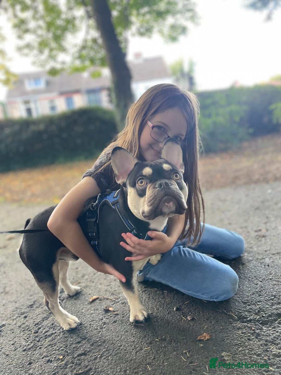 French Bulldog dogs for stud: Theo - Frenchie 4yr Old Boy Needing New Home - Advert 5