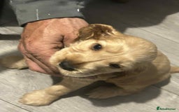 Cockapoo dogs for sale: 5 beautiful cockapoo's - Image 31