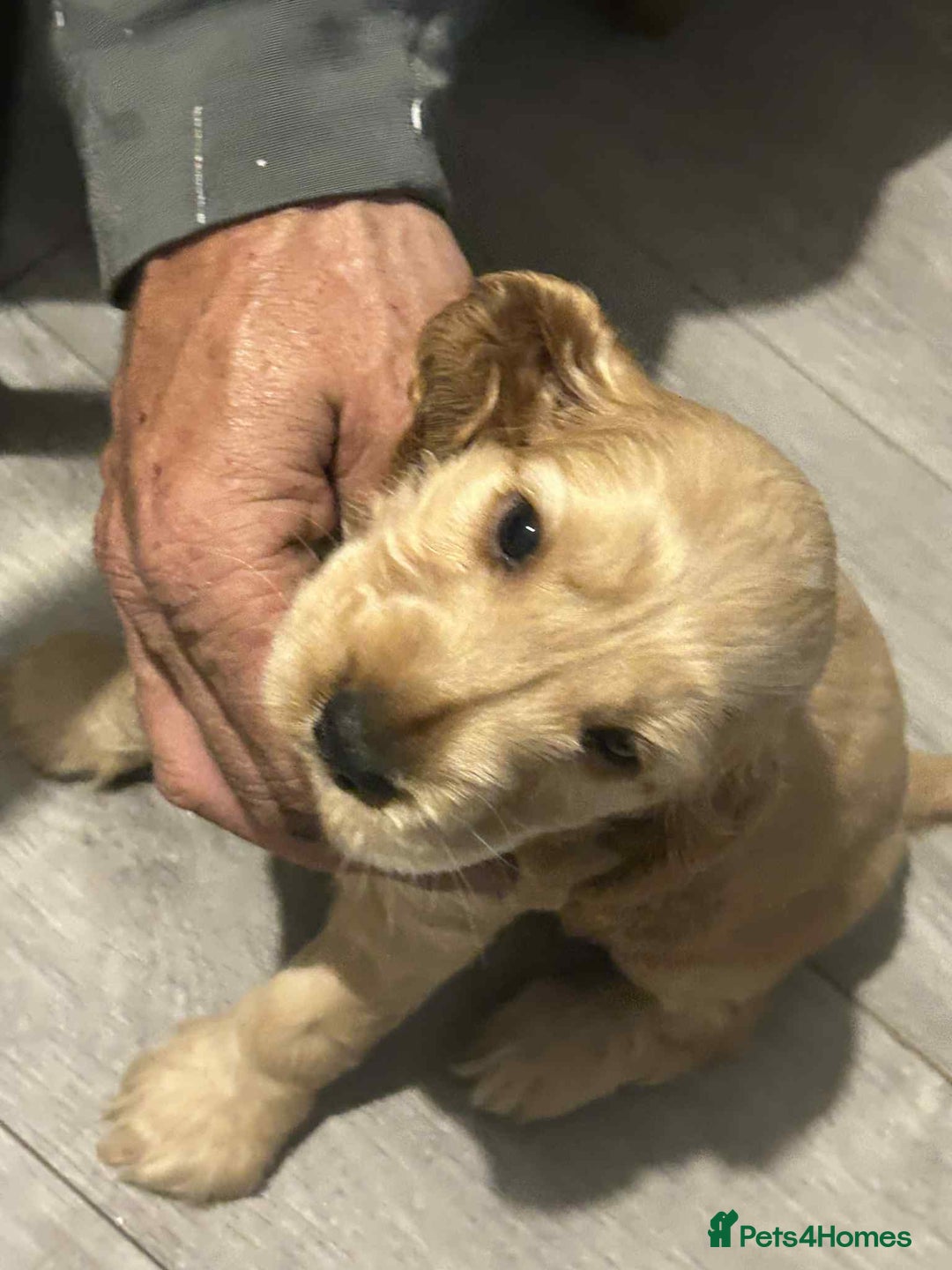 Cockapoo dogs for sale: 5 beautiful cockapoo's - Image 31