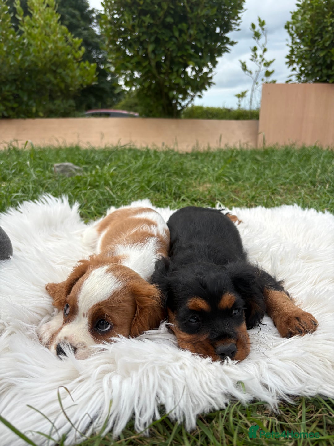 Cavalier King Charles Spaniel dogs for sale: Cavalier King Charles  - Image 16