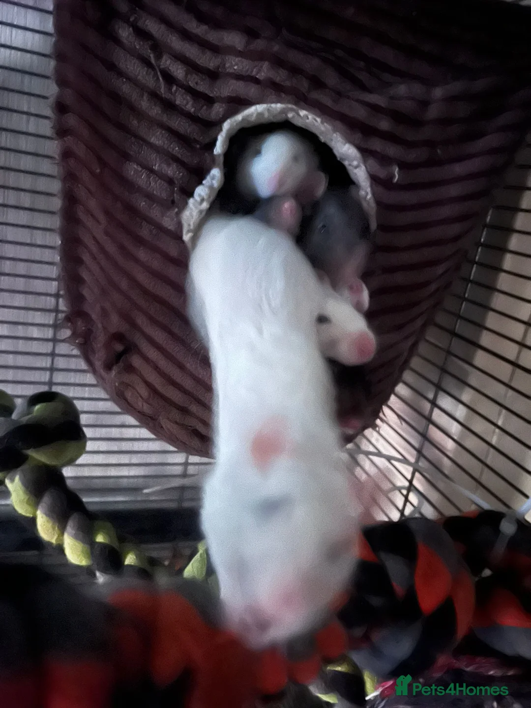 Rat rodents for sale: Rehoming  - Advert 9