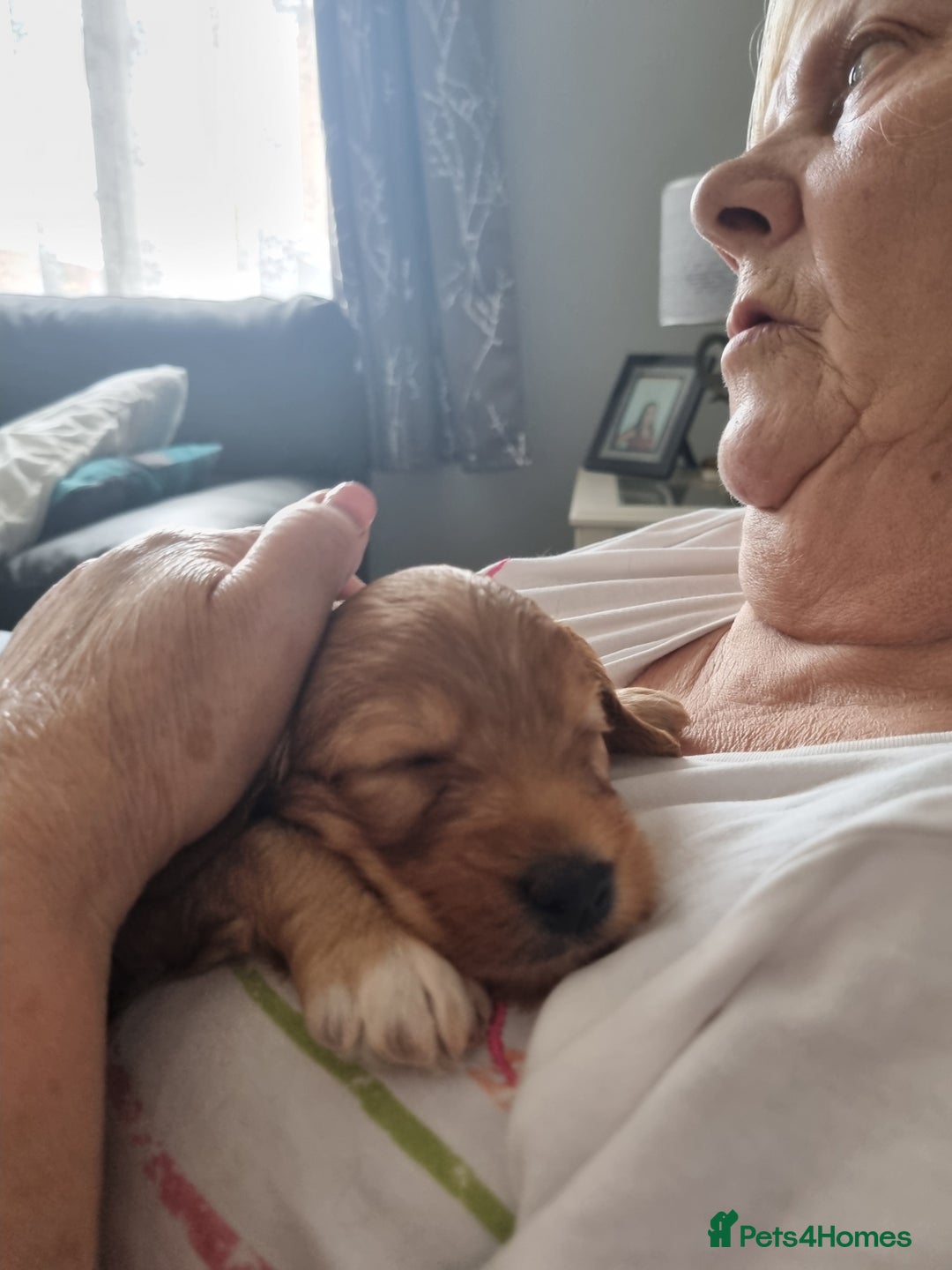 Cockapoo dogs for sale: Stunning F1 cockerpoo boy red/golden - Image 5