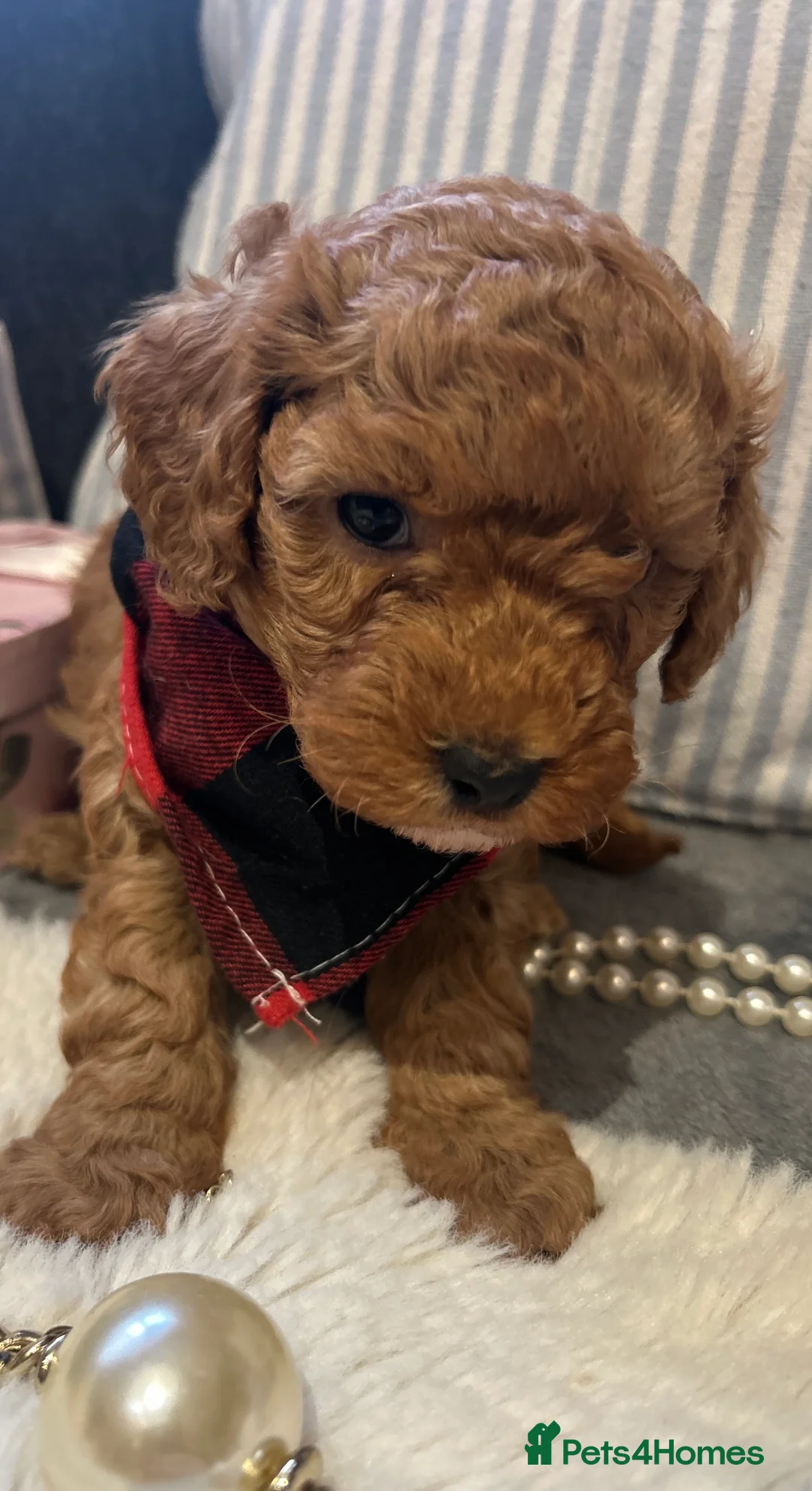 Toy Poodle dogs for sale: 🐩 Toy Poodle Red Puppies - Advert 1
