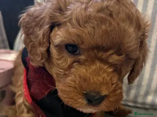 Toy Poodle dogs 🐩 Toy Poodle Red Puppies - Advert 14