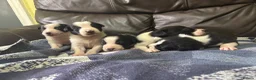 Border Collie dogs for sale: Working Collie Puppies  - Advert 4