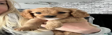 Boy Puppy 1