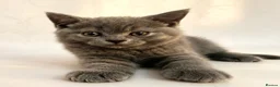British Shorthair cats for sale: DNA health tested BSH kittens  - Advert 10