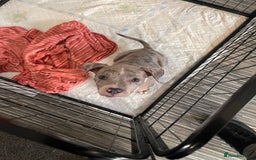 American Bully dogs for sale: Standard bully puppies ready to go - Image 5