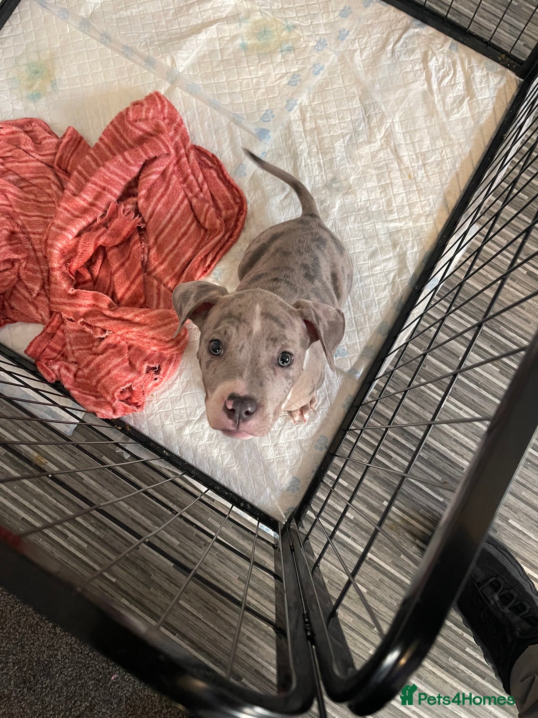 American Bully dogs for sale: Standard bully puppies ready to go - Image 5