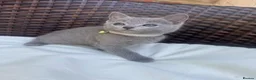 Russian Blue cats for sale: Pure Russian Blue Kittens - Advert 17