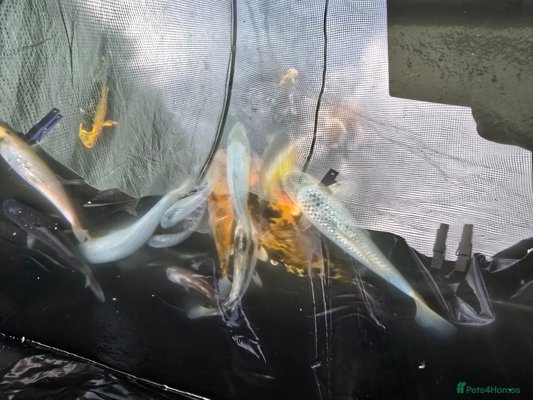 Koi Carp fish for sale: Young Koi for Sale - Image 6