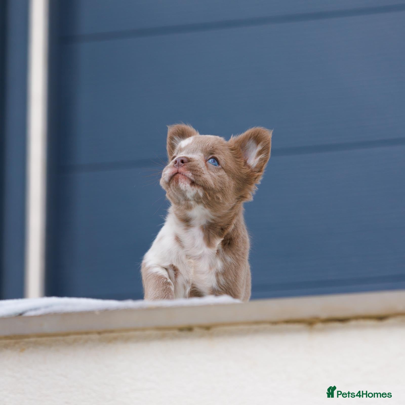 French Bulldog dogs 💎Quality Fluffy Frenchie💎 - Advert 4
