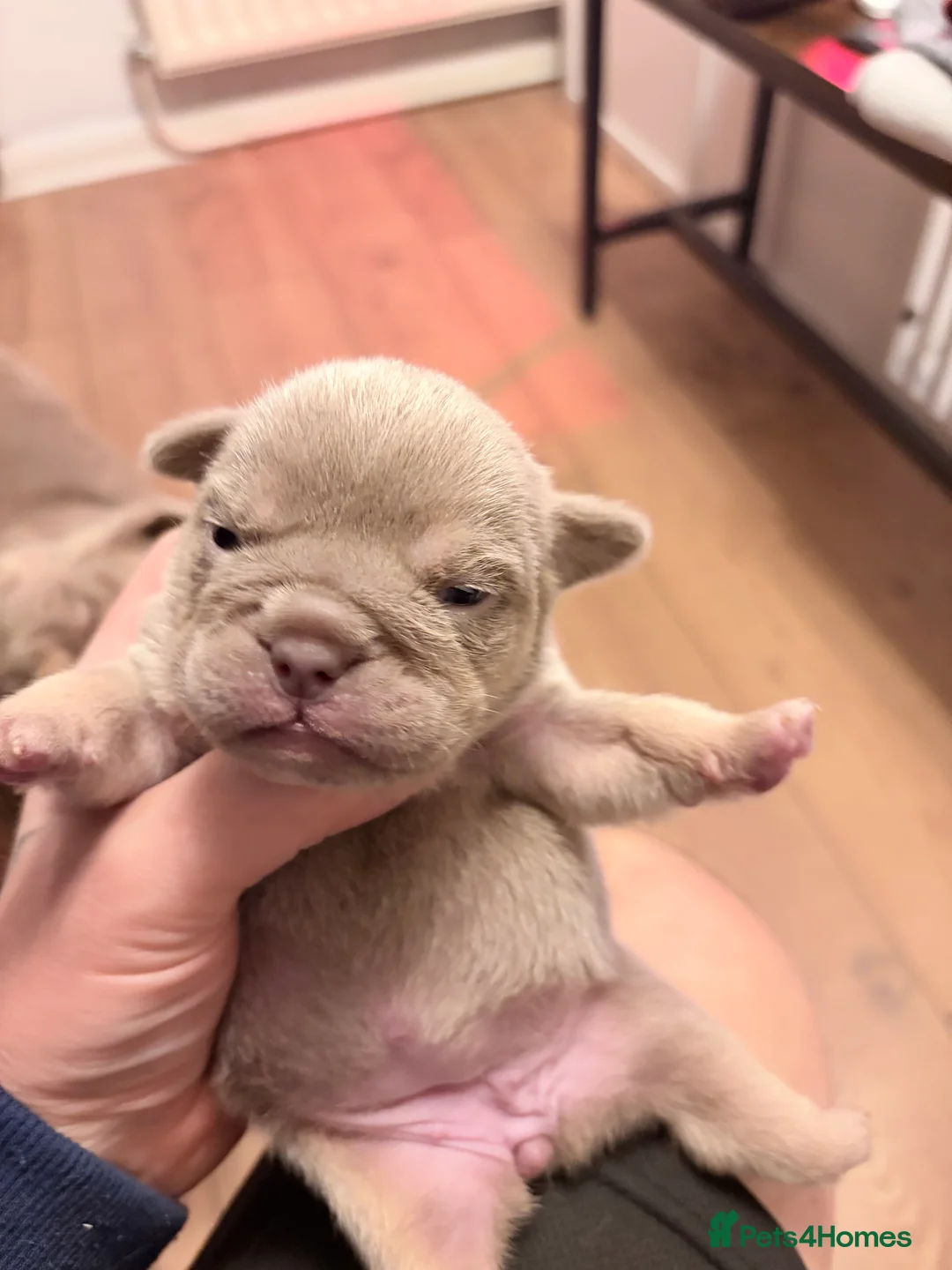 English Bulldog dogs for sale: KC English Bulldog Puppies Exceptional Quality  - Advert 20