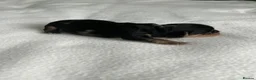 Yorkshire Terrier dogs for sale: Yorkshire terrier puppies  - Advert 15