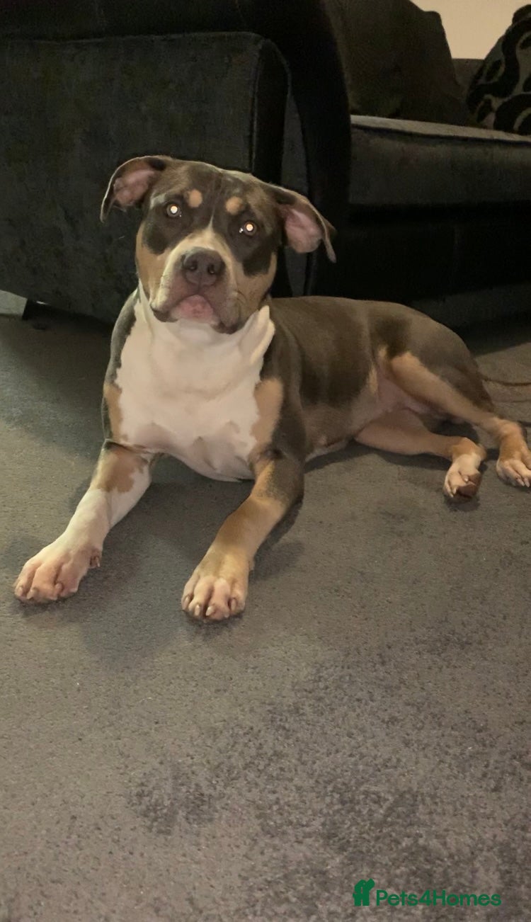 American Bull Staffy dogs A Sweet & Loving Girl Looking for Her Forever Home - Advert 1