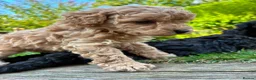 Toy Poodle dogs for sale: Stunning litter of Toy Poodles  - Advert 5