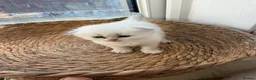 Scottish Fold cats for sale: Scottish Fold & Straight Kittens – Blue Eyes - Advert 4