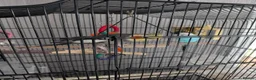 Cockatiels birds for sale: Free to good home  in Scunthorpe - Advert 2