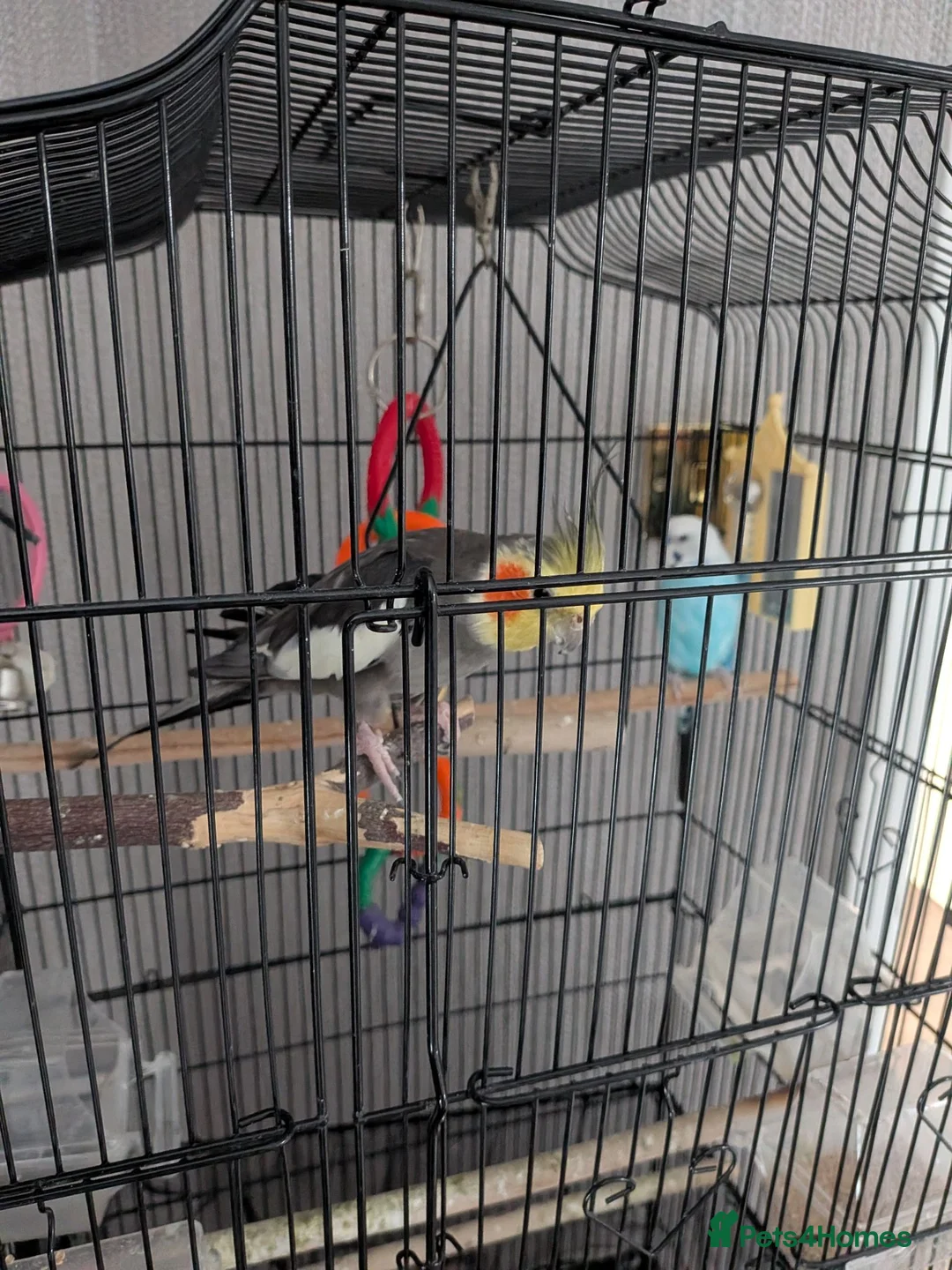Cockatiels birds for sale: Free to good home  in Scunthorpe - Advert 2
