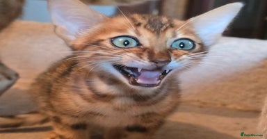 Bengal cats - Advert 6
