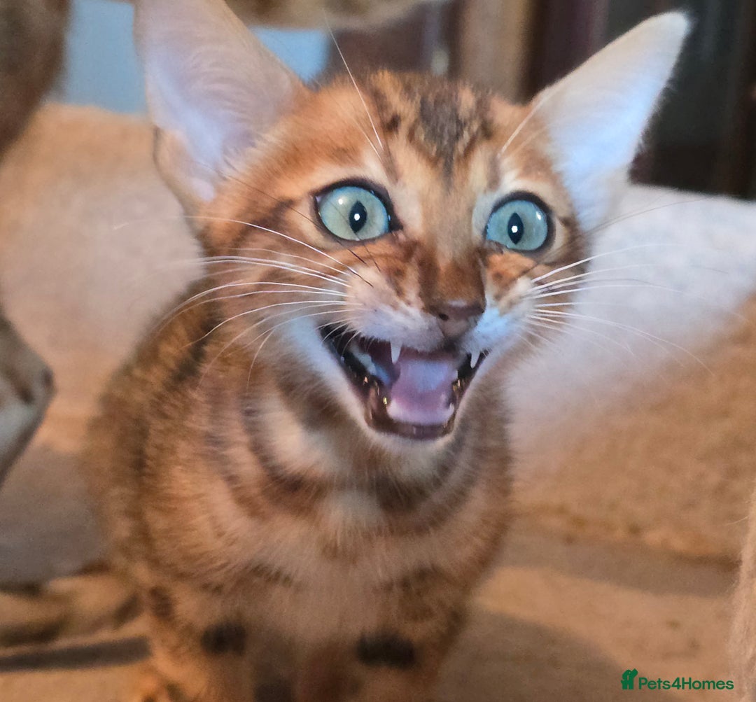 Bengal cats for sale: Registered Pure Bengal Babies Browns and Blues  - Image 3