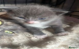 Mixed Breed cats for sale: Half russian blue - Image 2