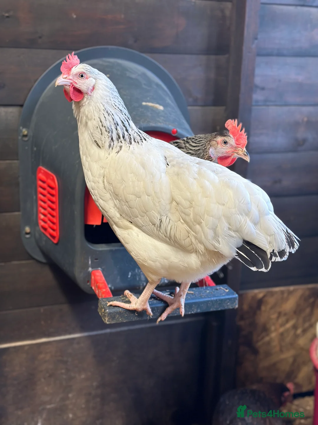 Chickens poultry for sale: Point of lay Hens in a wide range of breeds  - Advert 10