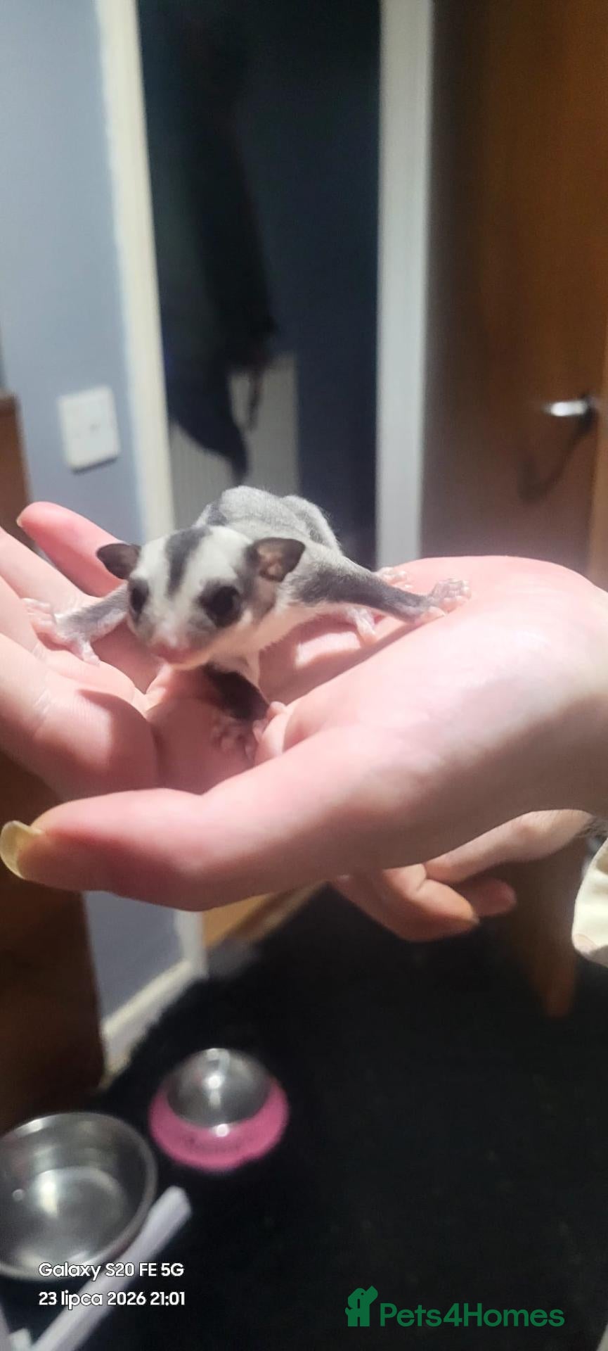 Sugar Glider rodents Sugar glider joey  - Advert 1
