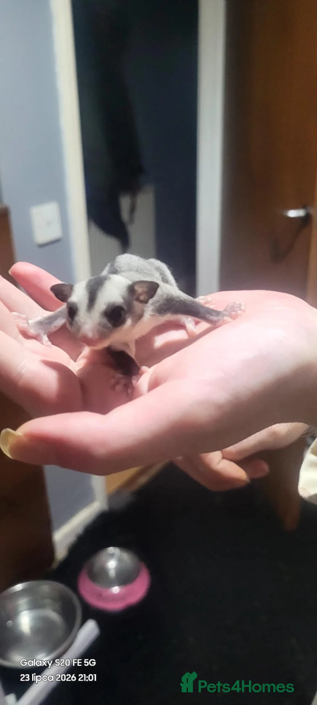 Sugar Glider rodents for sale: Sugar glider joey  - Advert 1