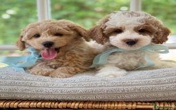 Mixed Breed dogs for sale: Teddy bear puppies - Image 4