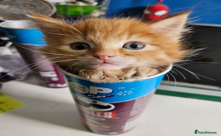 Mixed Breed cats - Advert 4
