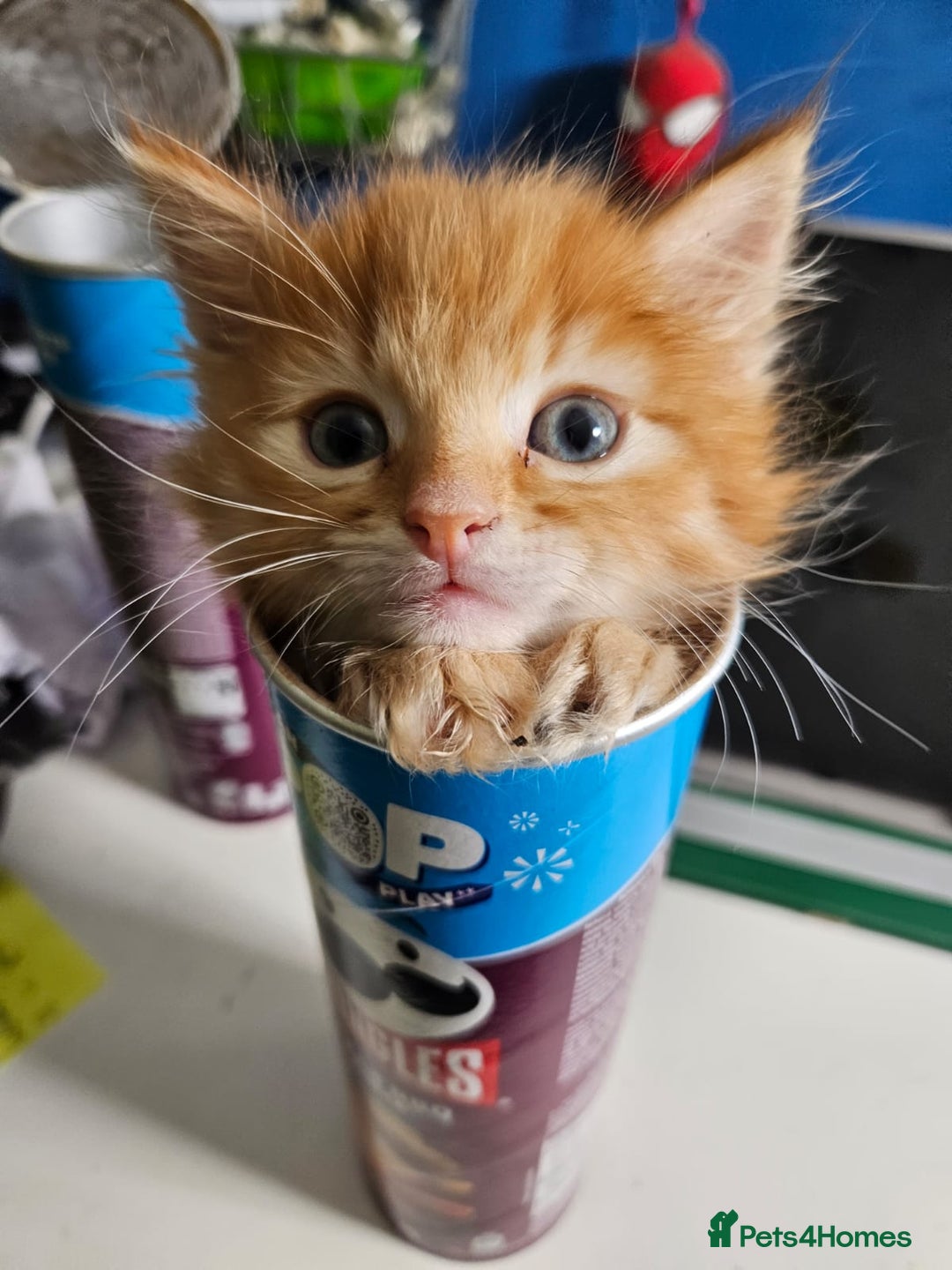 Mixed Breed cats for sale: 2 Beautiful Male Ginger Fluffy Kittens - Image 1