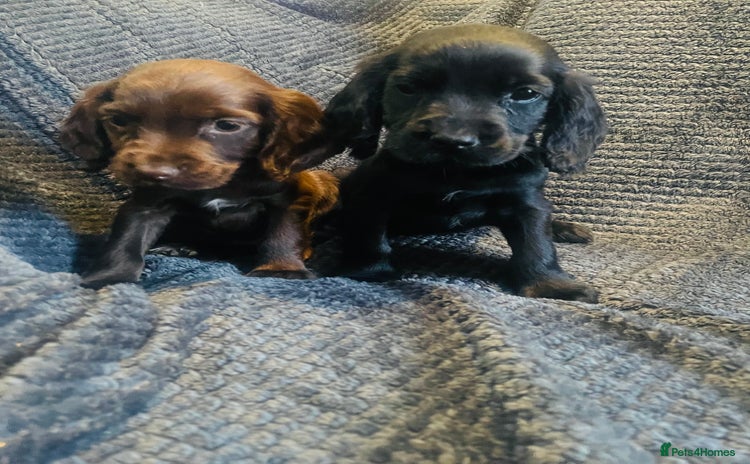 Cocker Spaniel dogs - Advert 1