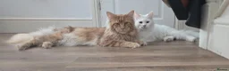 Maine Coon cats for sale: Beautiful Maine coons  in Gateshead - Advert 21