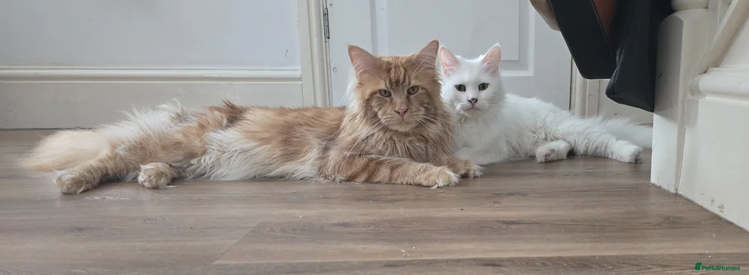Maine Coon cats for sale: Beautiful Maine coons  in Gateshead - Advert 21