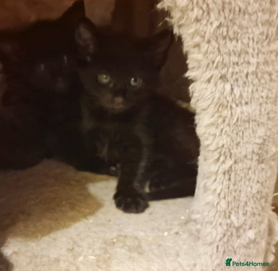 Siamese cats Siamese Cross Kittens READY NOW - Advert 5