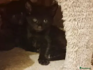 Siamese cats Siamese Cross Kittens READY NOW - Advert 5