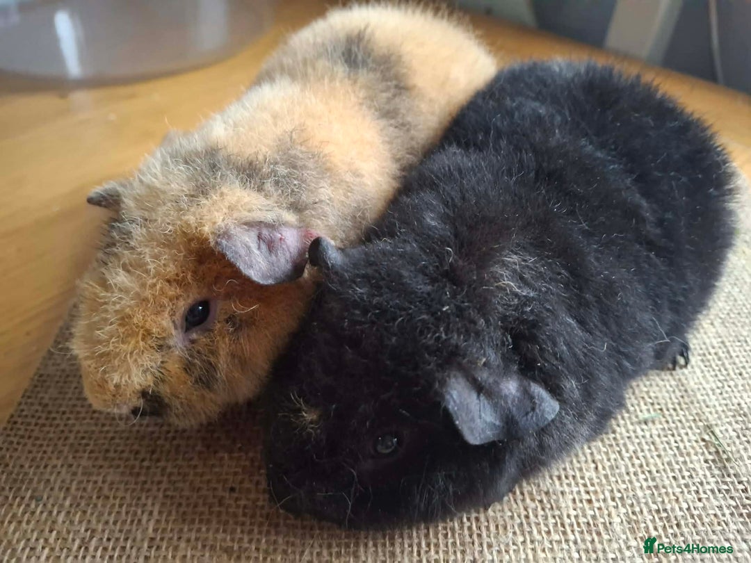 Guinea Pig rodents for sale: Teddy baby boars brothers  - Advert 4