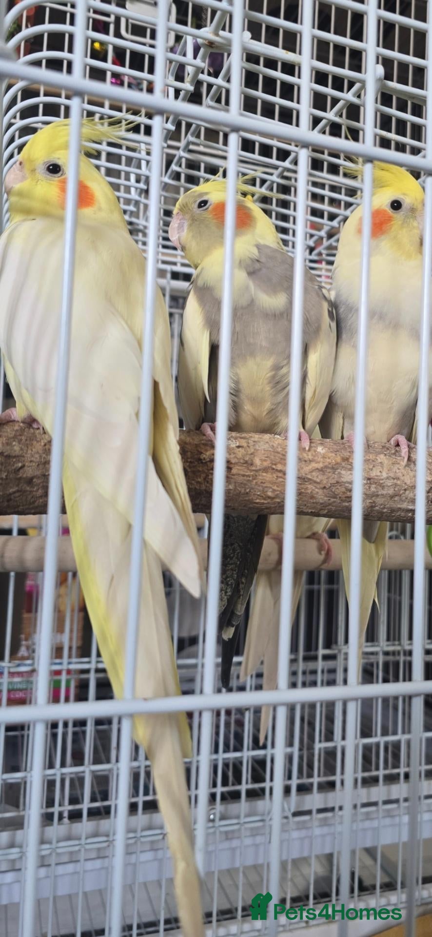 Cockatiels birds Breading pair - Advert 19
