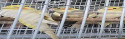 Cockatiels birds for sale: 3×cockatiels  - Advert 4