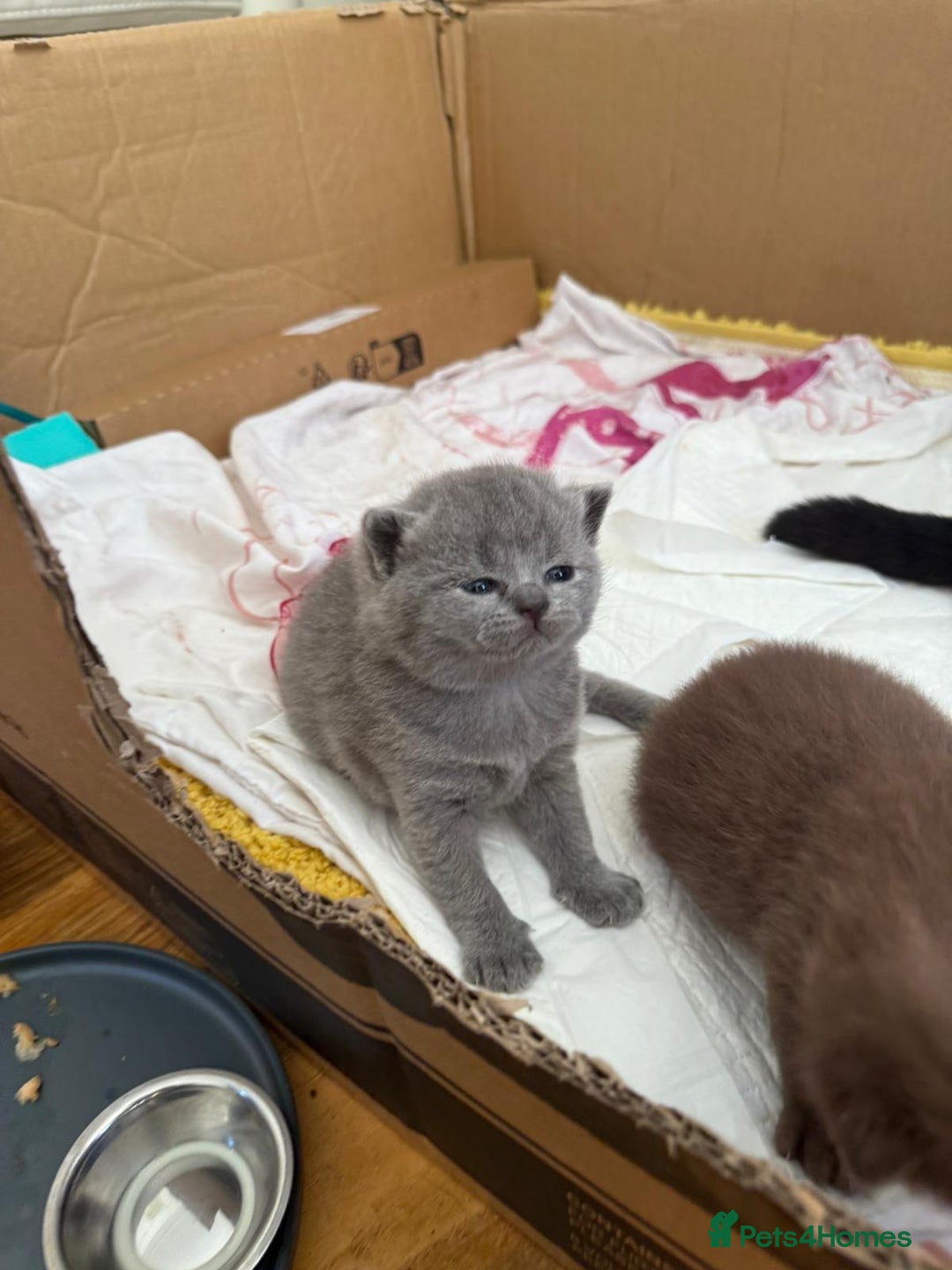 British Shorthair cats for sale: Pure British short hair kittens  - Image 12