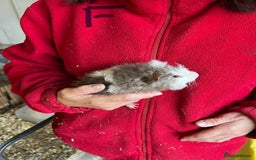 Guinea Pig rodents for sale: Texel and Lunkarya Guinea Pigs - Image 12