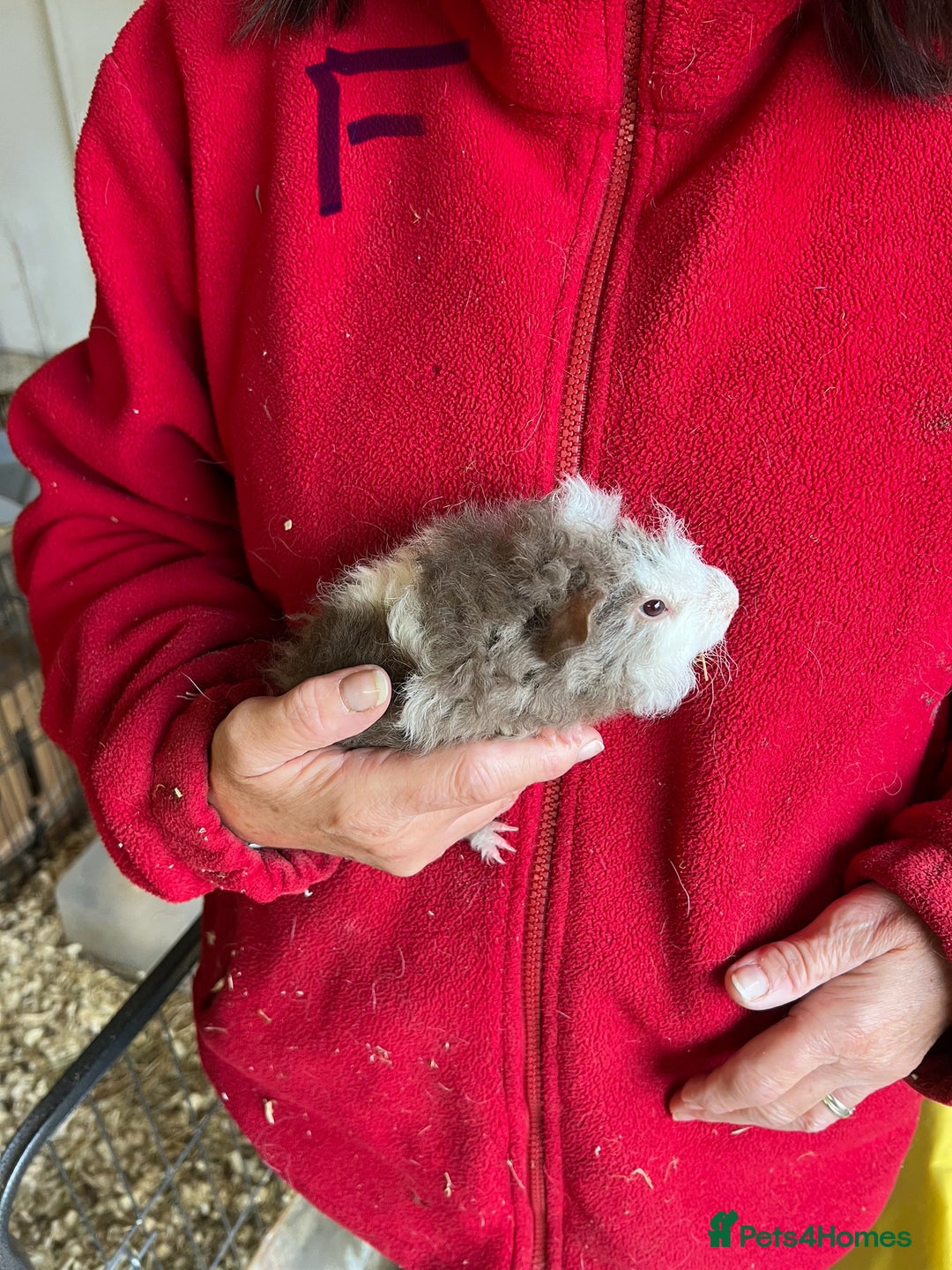 Guinea Pig rodents for sale: Texel and Lunkarya Guinea Pigs - Image 12